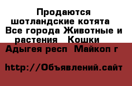 Продаются шотландские котята - Все города Животные и растения » Кошки   . Адыгея респ.,Майкоп г.